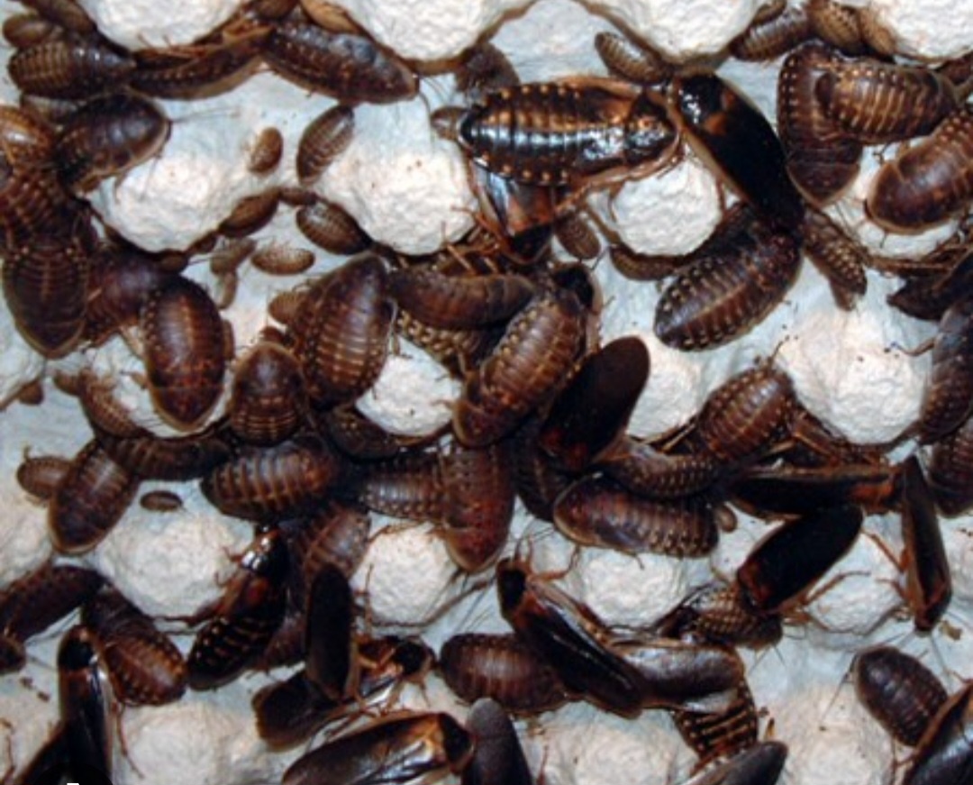 Šváb argentinský - krmný hmyz