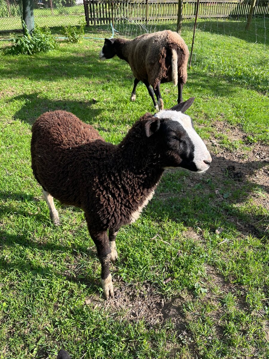 JEHŇATA ZWARTBLES