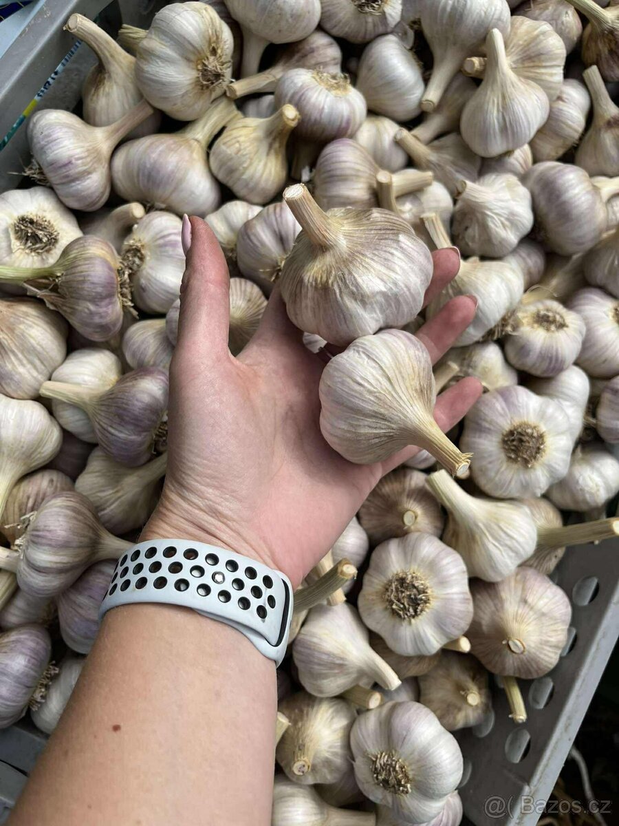 Česnek a cibule