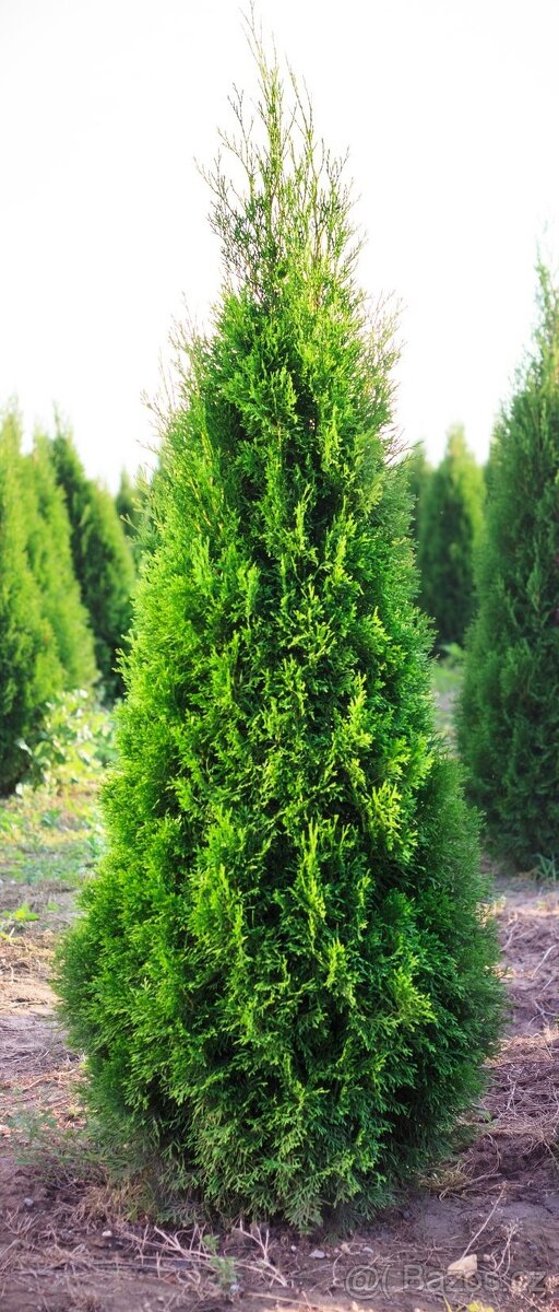 Thuja thuje tuje tuja smaragd vel. 150-250 cm za akční ceny