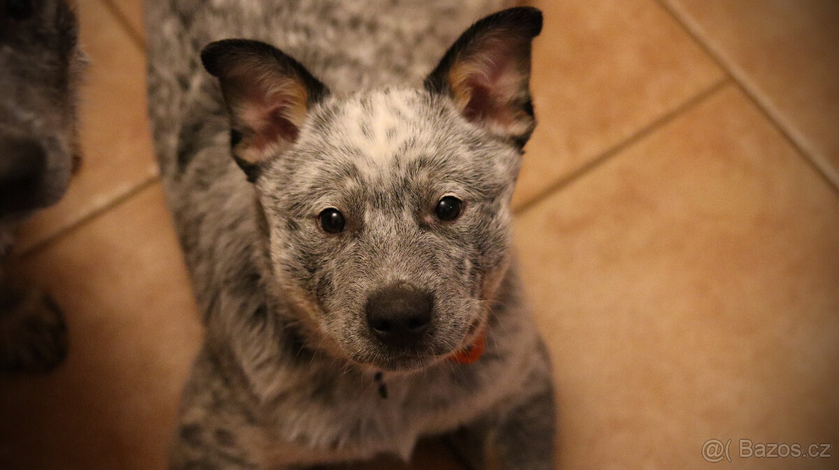 Australský honácký pes, pejsek s PP