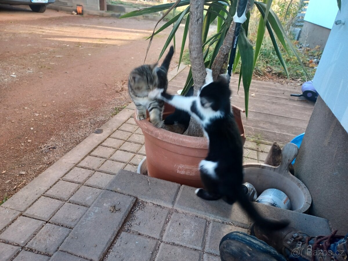 Darujeme koťátka