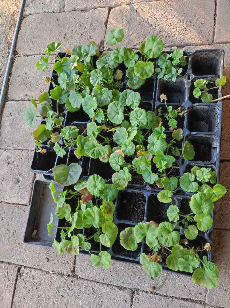 Pelargonie vzpřímená a převislá