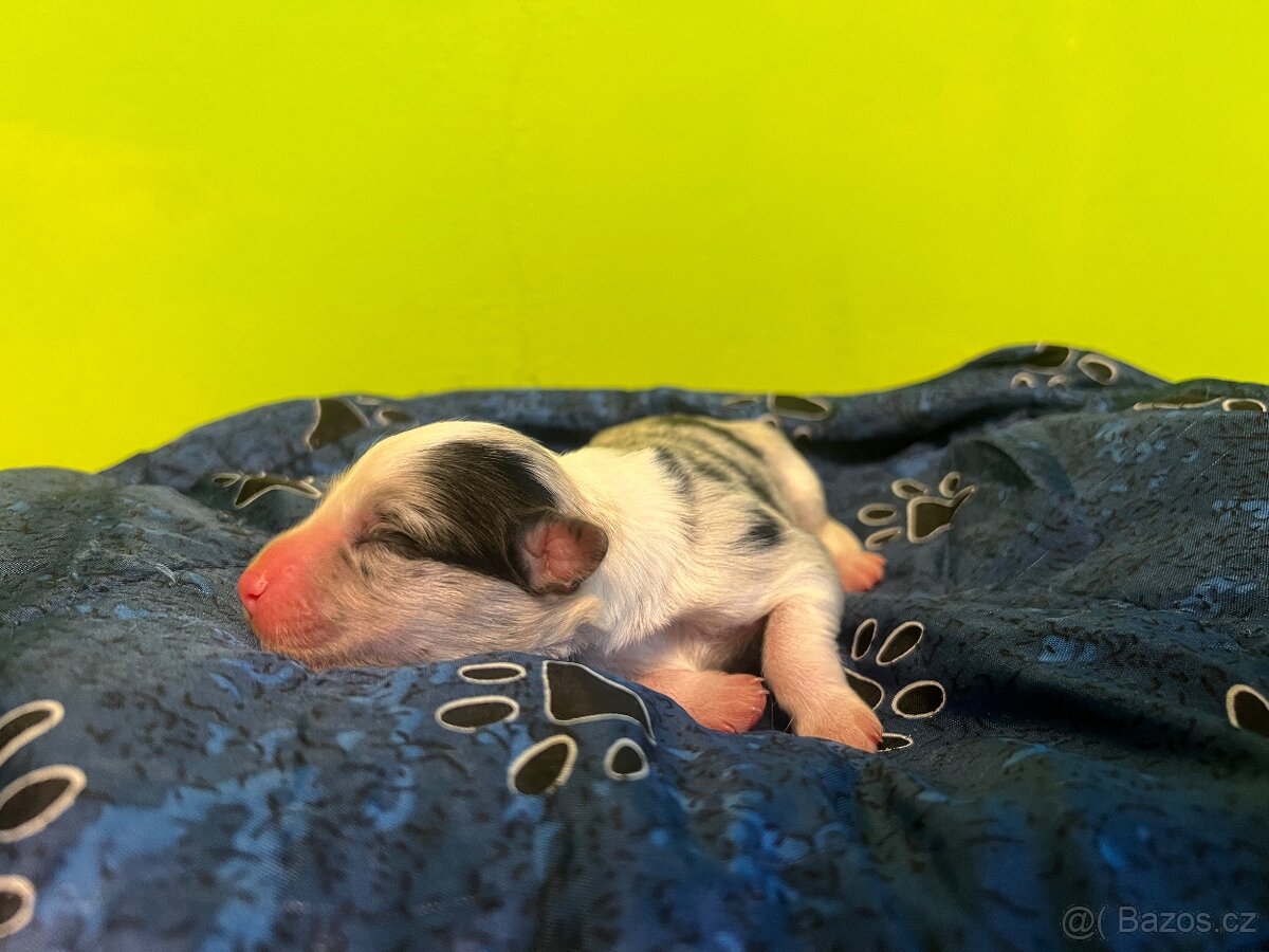 Blue Merle pes - border kolie