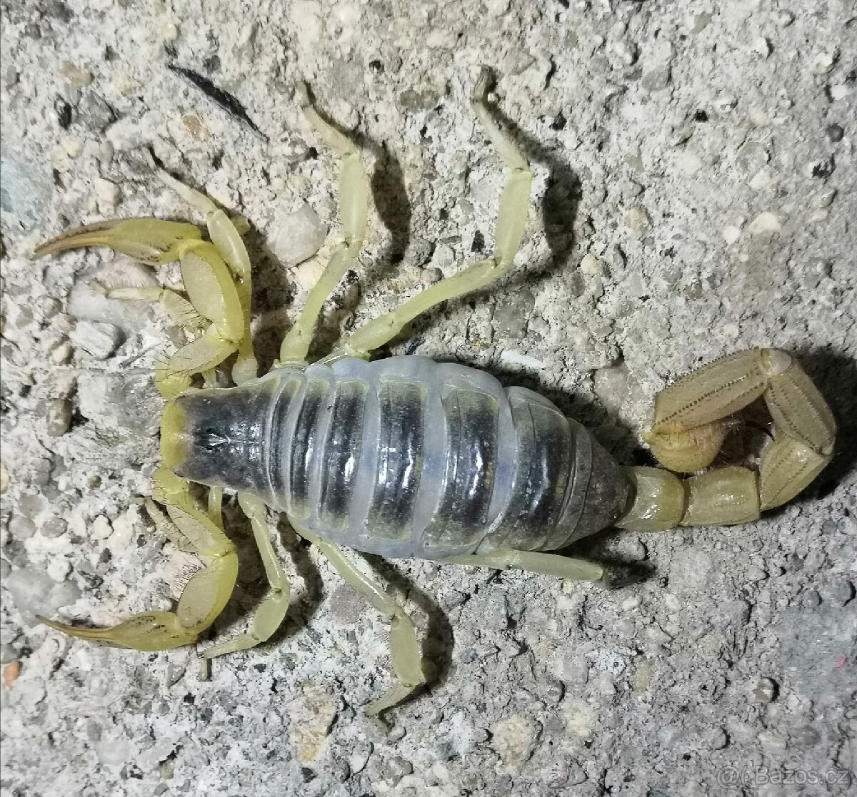 Štíř Scorpion Pandinus imperator, hottentotta