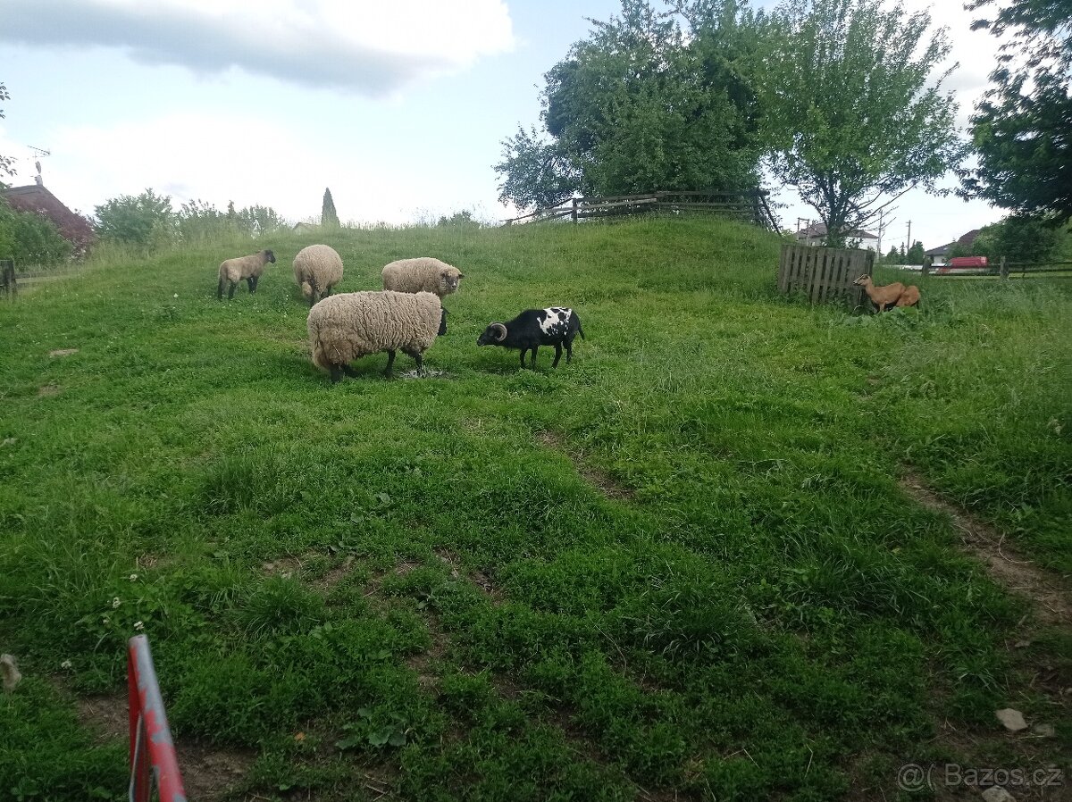 Kamerunský beran
