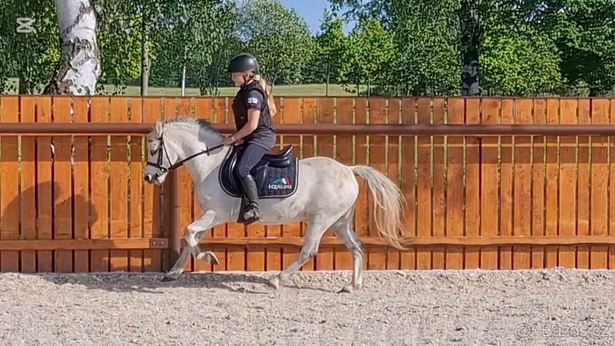Dva WPB pony