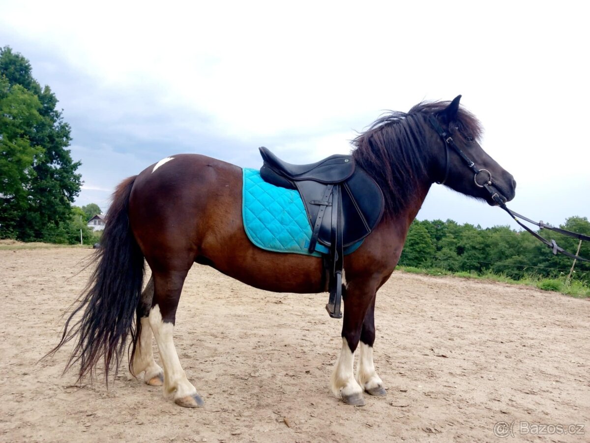 Kobylka pony