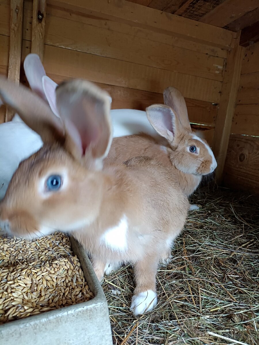 modroocí králíci na chov