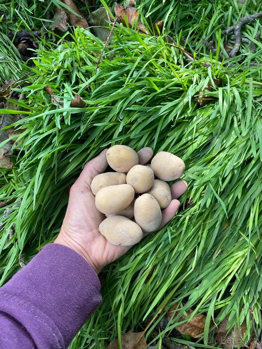 Brambory od farmáře
