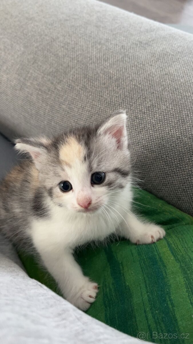 Kote