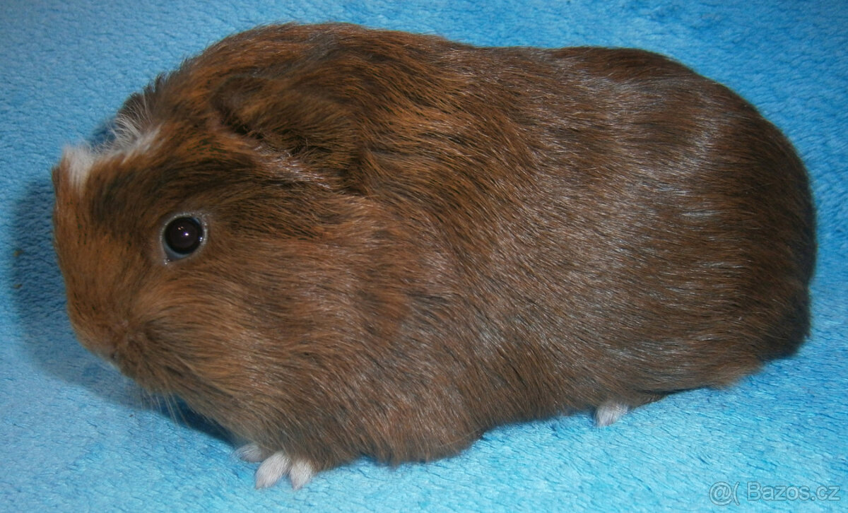 Coronet morče