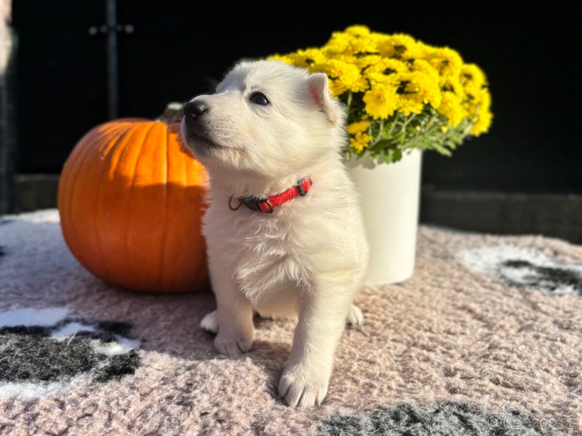 Bílý švýcarský ovčák s PP FCI