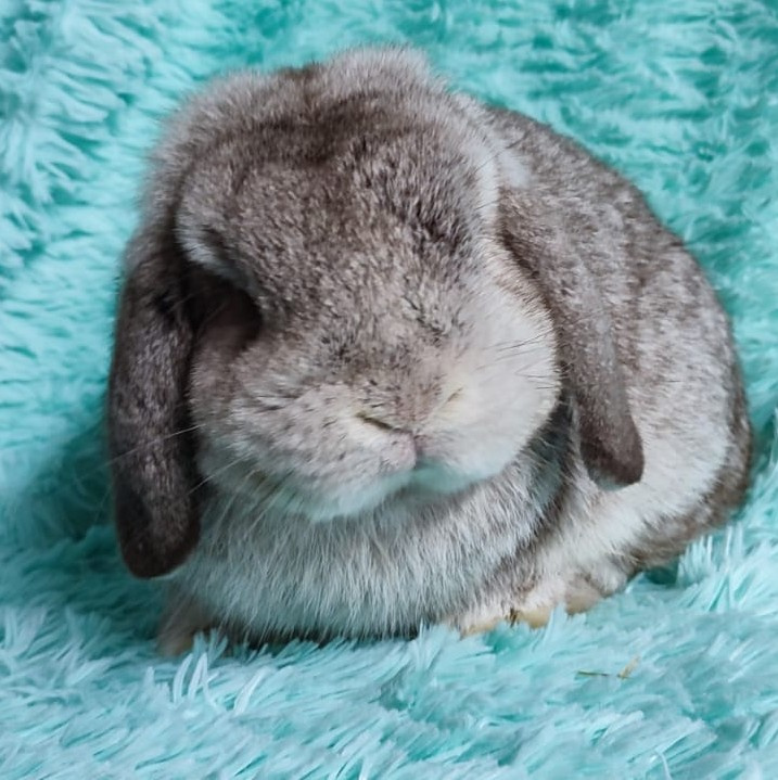 MINILOP 🍀🍀🍀 NERO 🍀🍀🍀