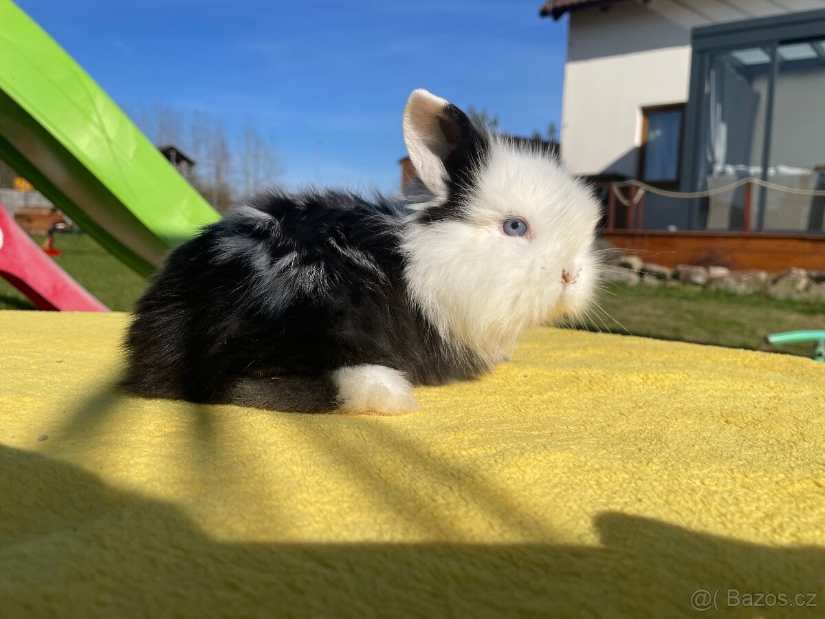 Zakrslí beránci hřivnatí již k odběru
