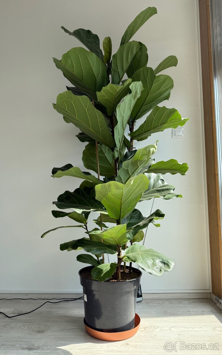 Fikus Ficus LYRATA XXL