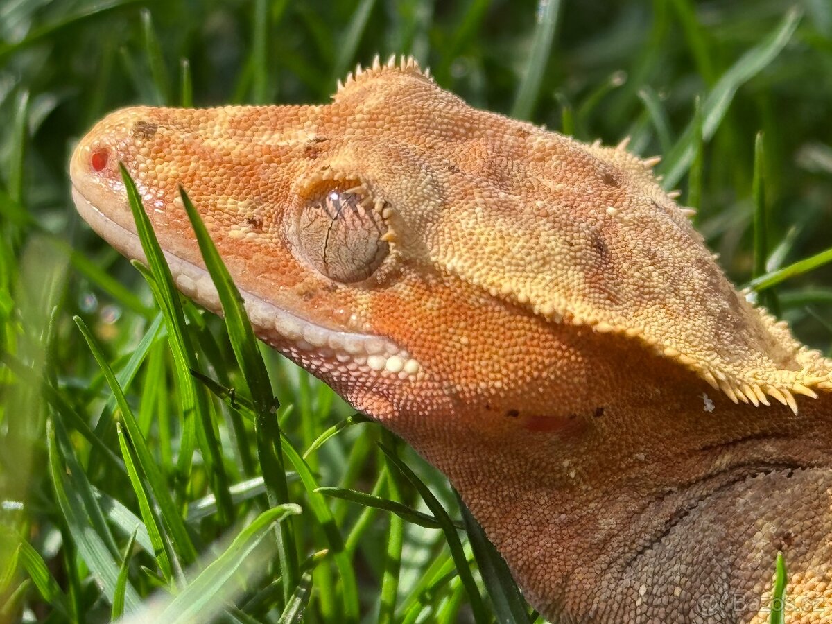Samice pagekon řasnatý 45-50g