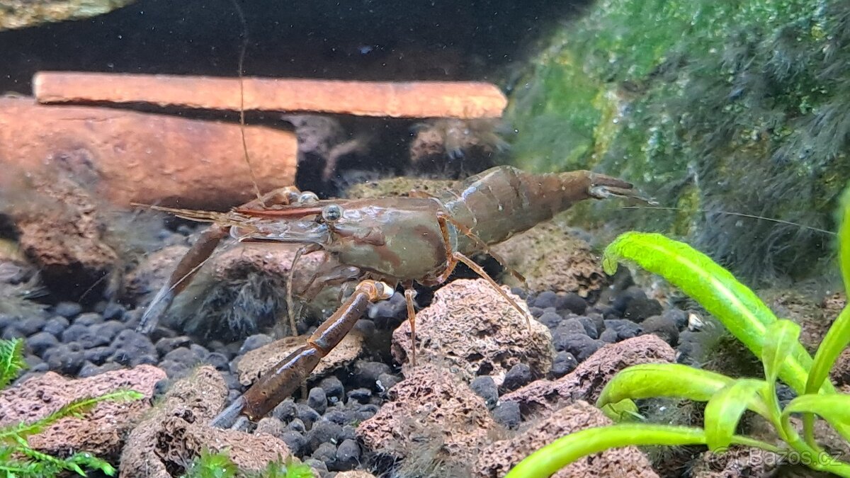 Macrobrachium dayanum