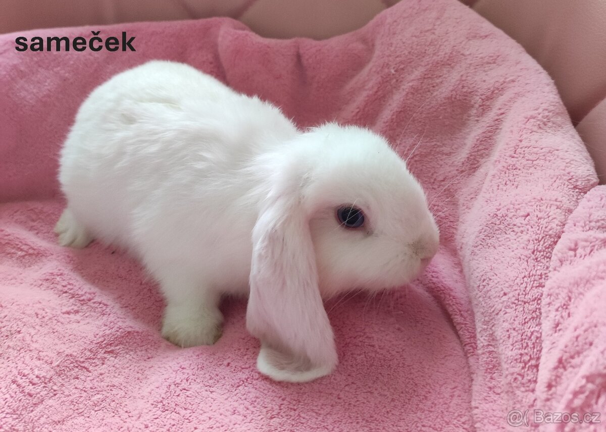 Zakrslí králíčci na prodej