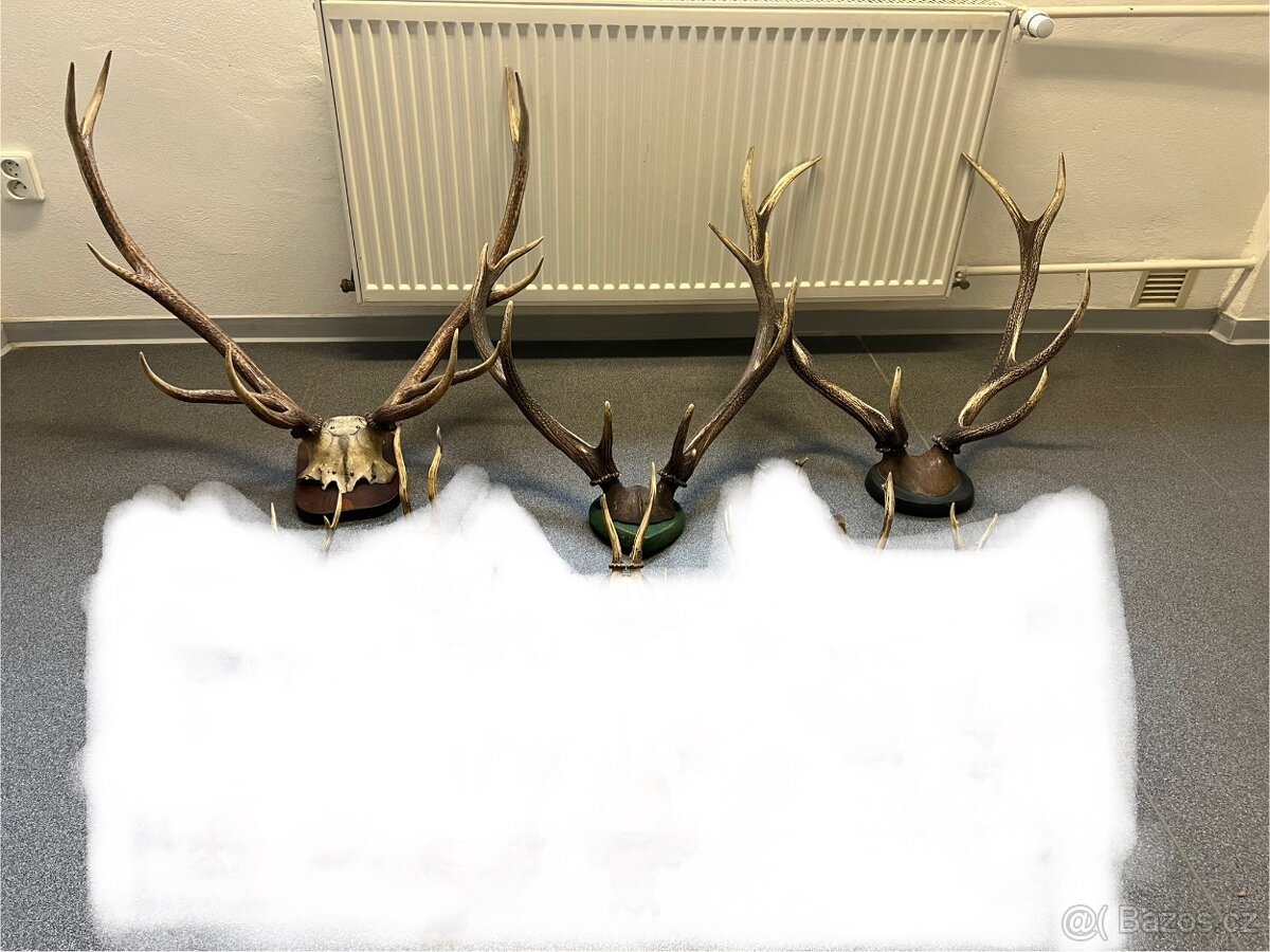 3 ks velkého Paroží