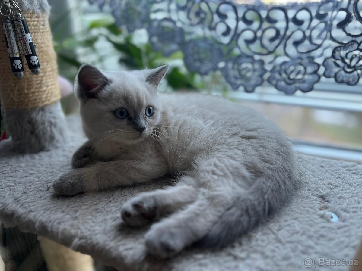 Britská krátkosrstá koťata / koťátka – colorpoint