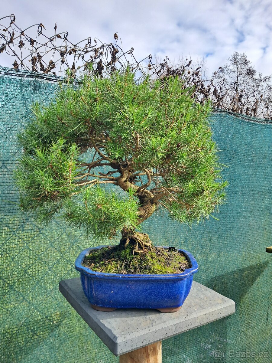 Bonsaj,bonsai Borovice černá