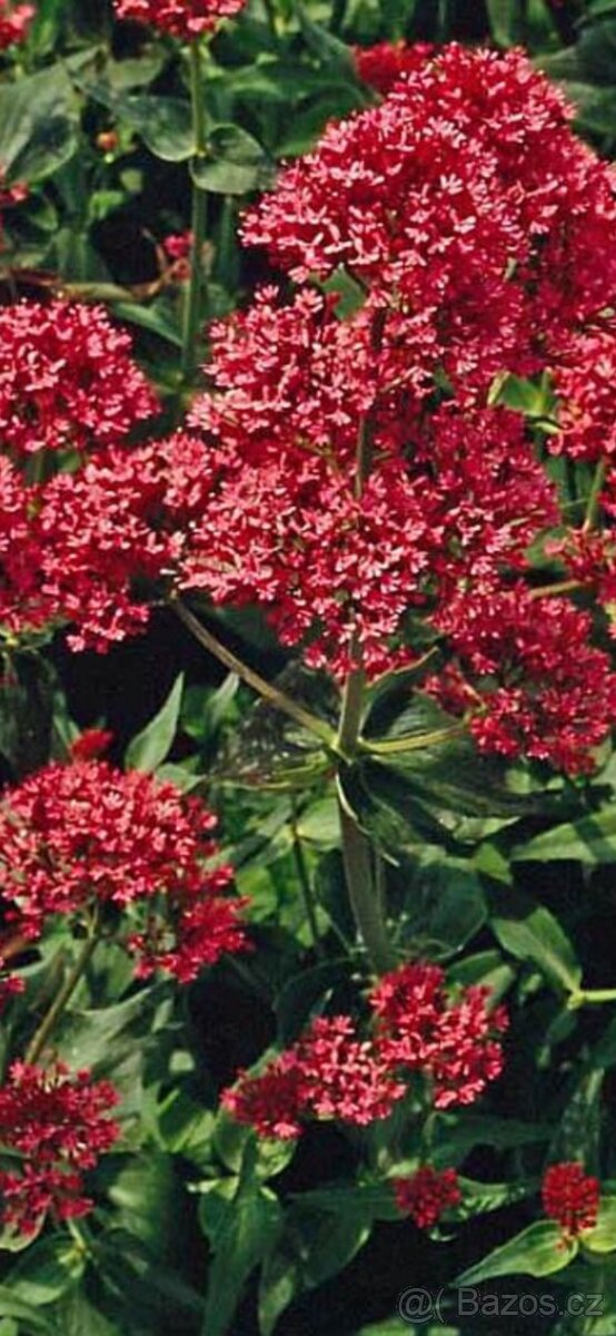 Mavuň bílá, červená