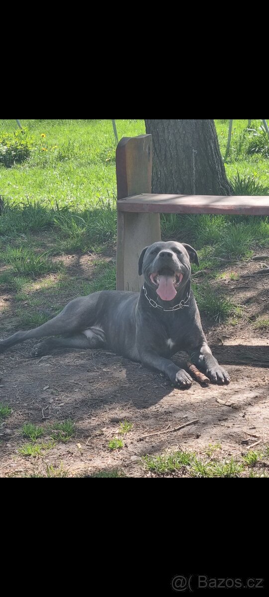 Daruji psa Bandog