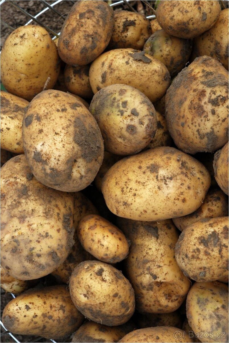 Sadbové brambory