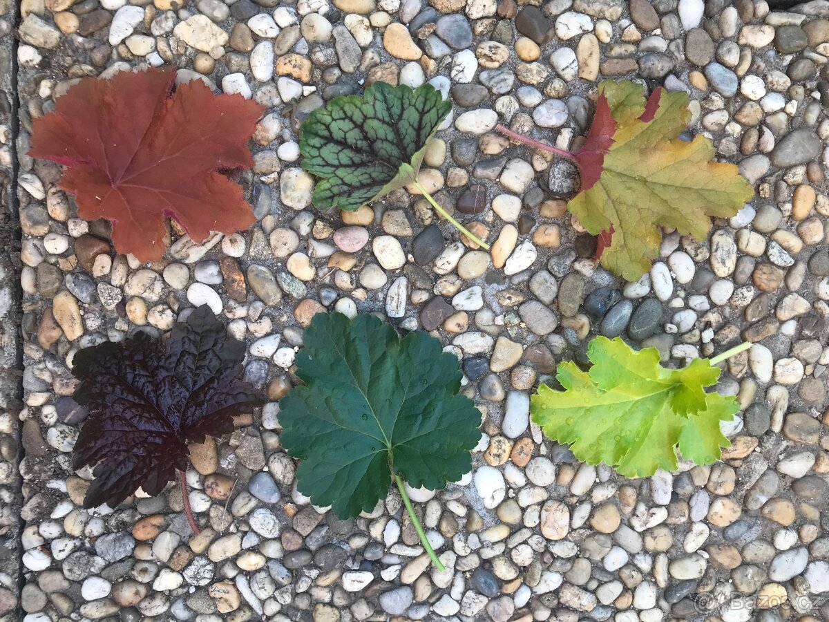 Barevená Heuchera- dlužicha- 6 druhů