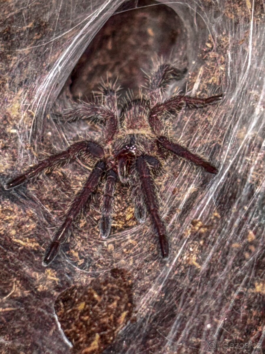 Kaeng krachan