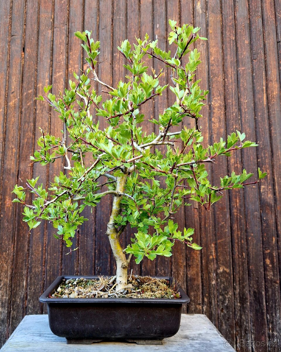 Bonsai, Bonsaj - Hloh 2