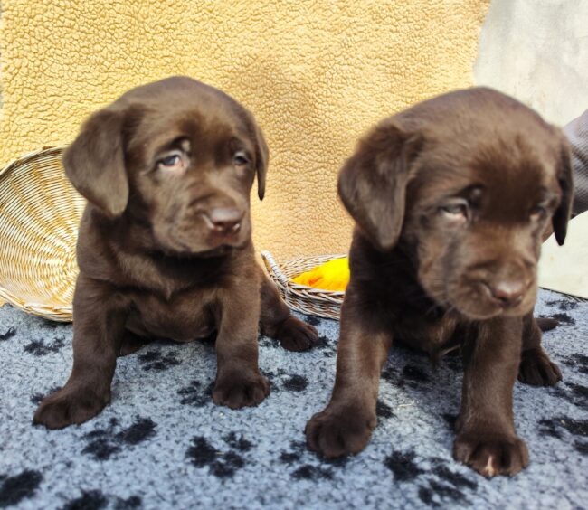 Čokoládový Labrador