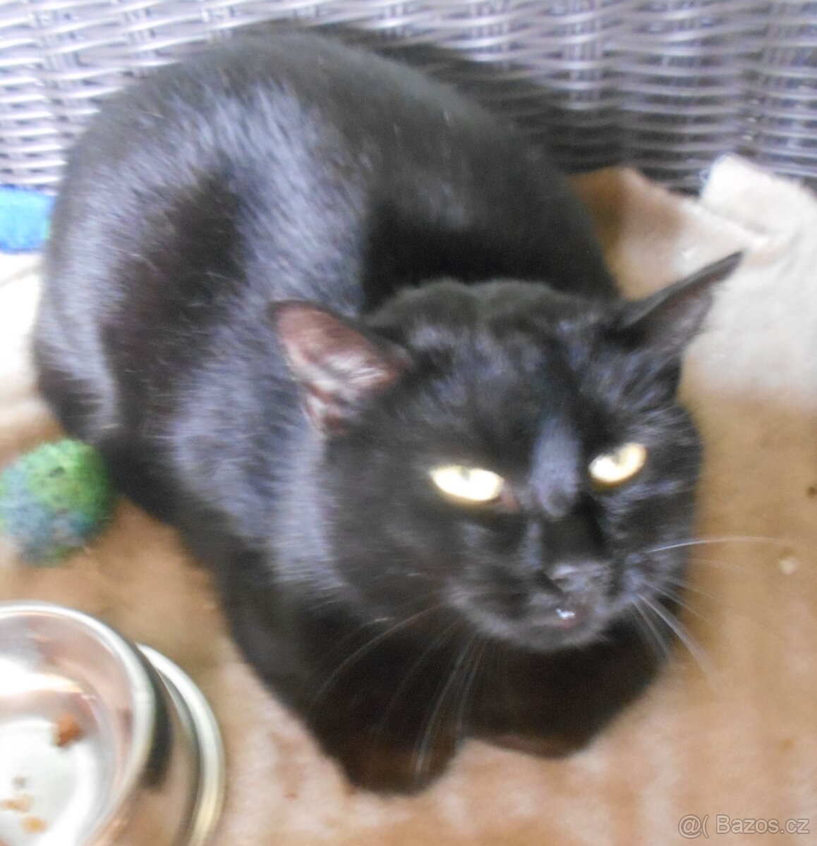 Černá, hodná, klidnější 2letá kočička Šmudlinka Micinka