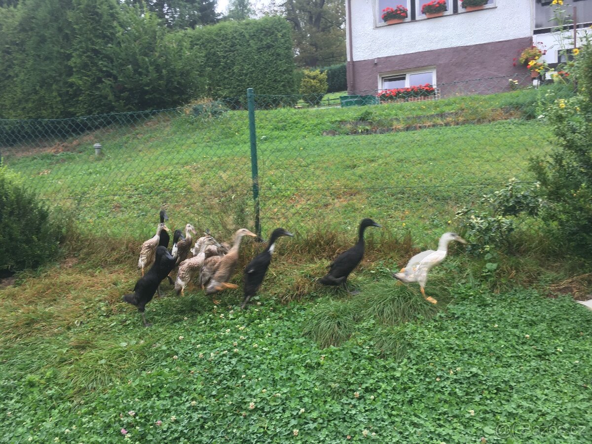 indičtí běžci - kachny a kačeři