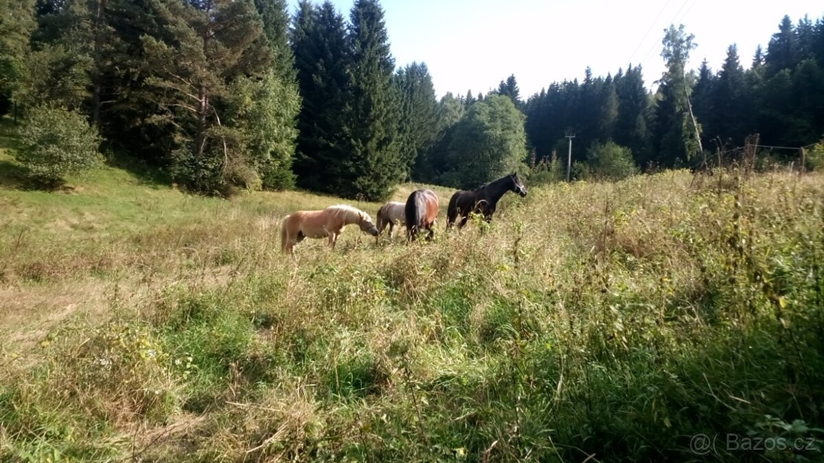 Ustájení - i pro hřebce