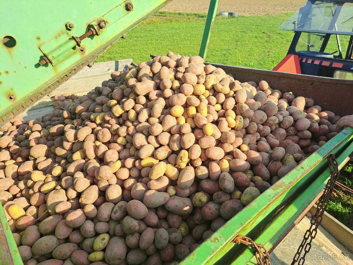 Brambory na uskladnění - prodej ze dvora