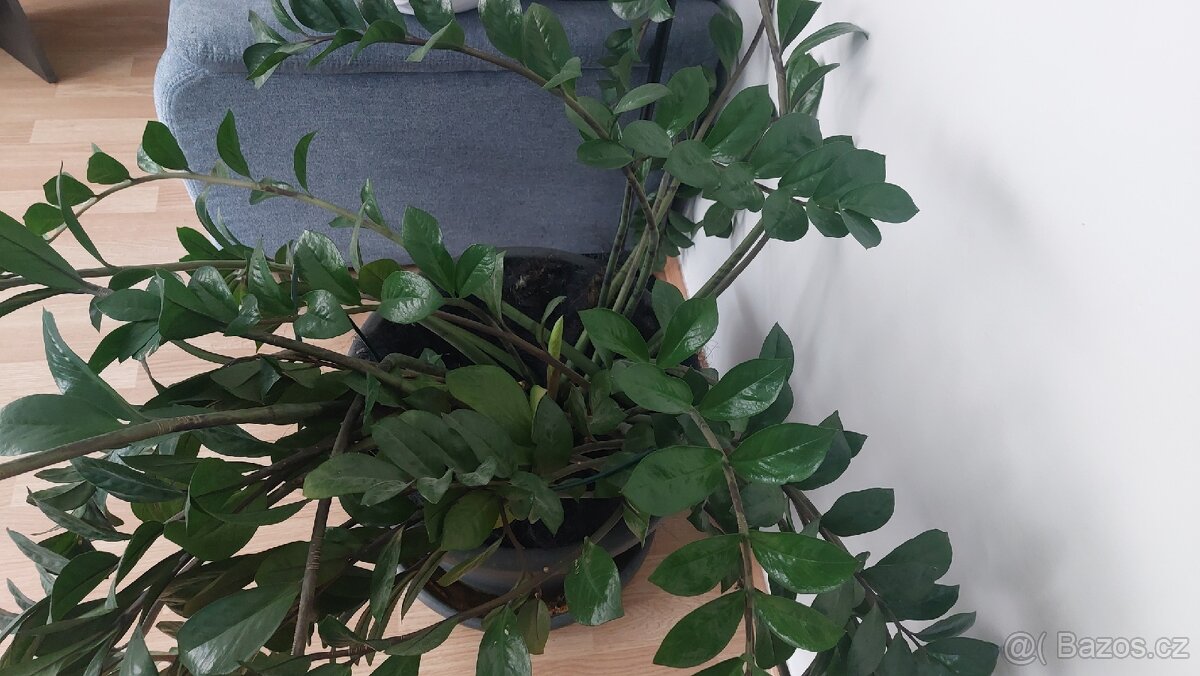 Prodam velkou pokojovou kvetinu