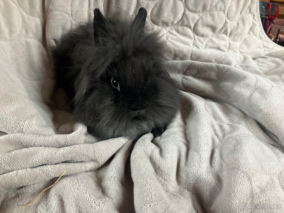 Zakrslí králíčci Teddy, lvíčci