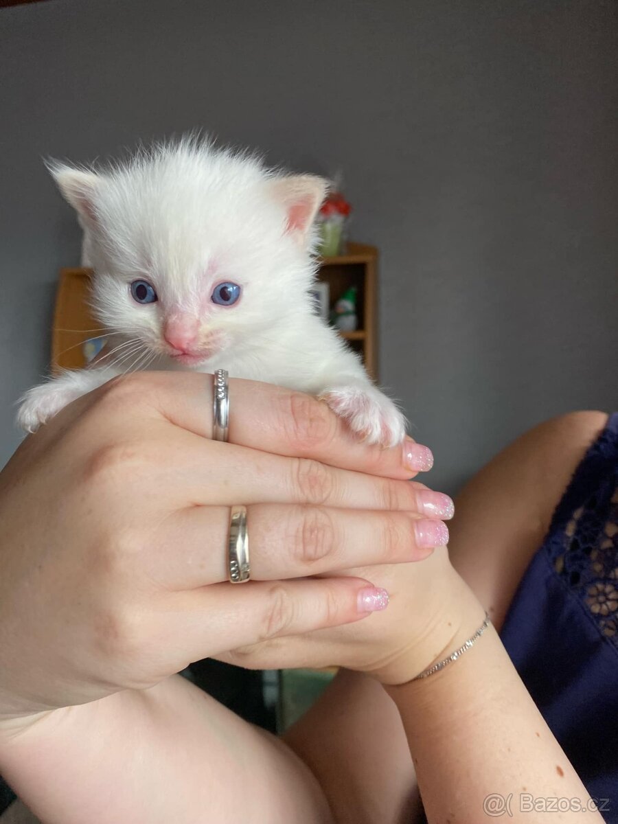 Koťátka ragdoll