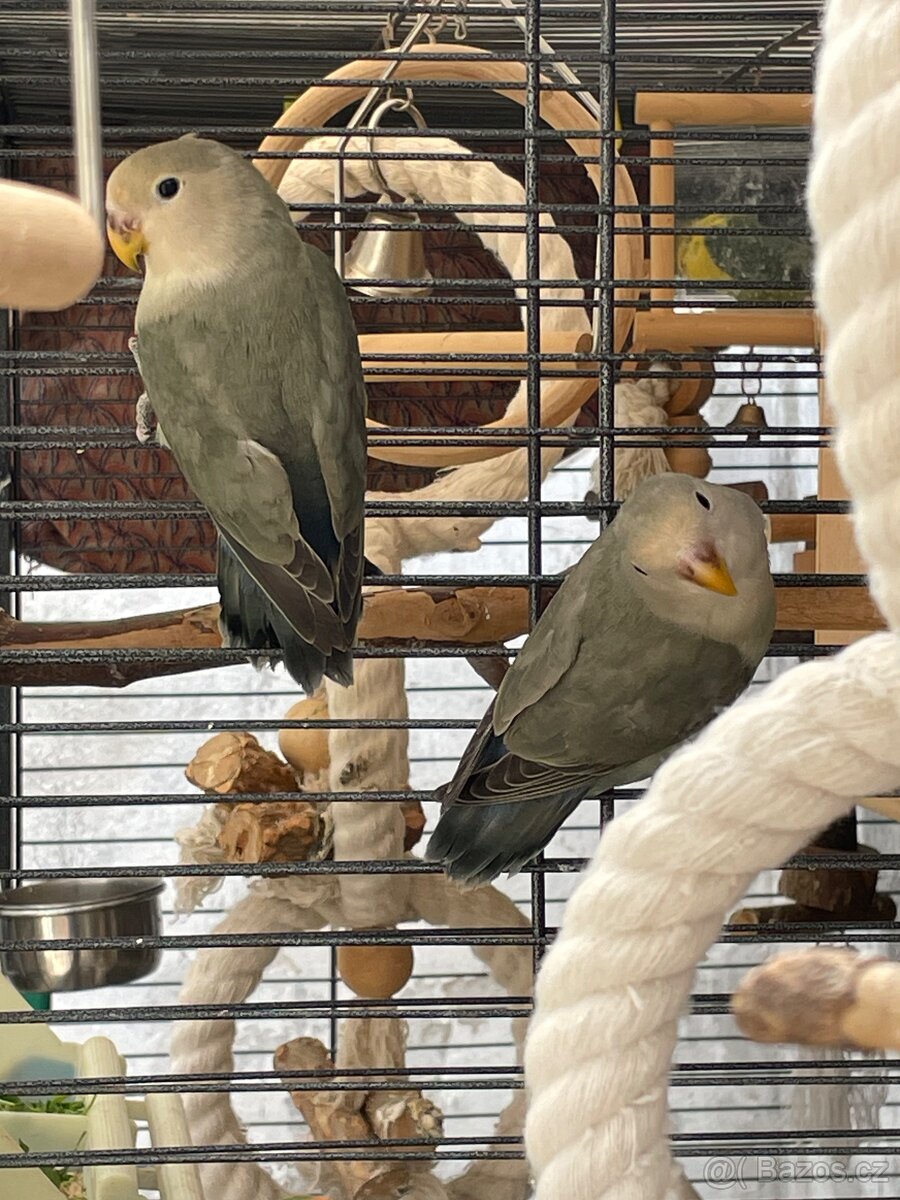 Agapornis Růžohrdlý