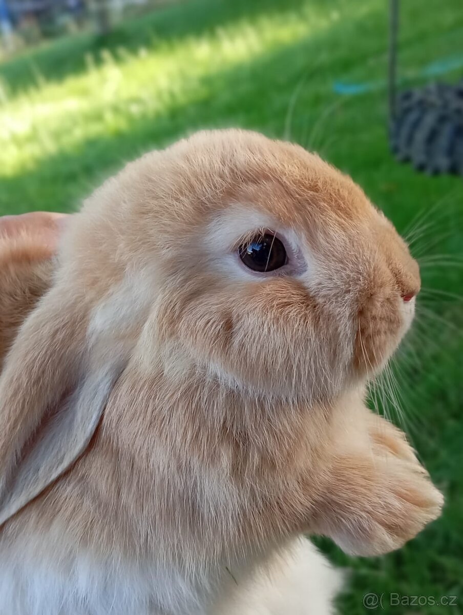 Zakrslý králíček 🐰