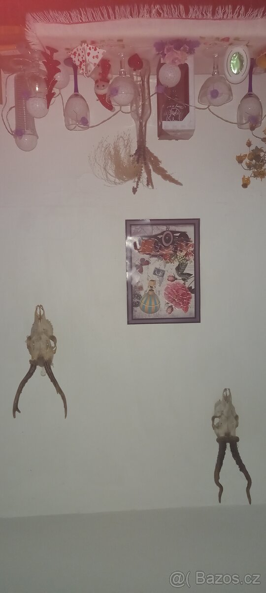 Prodám 2 ks srnčí paroží