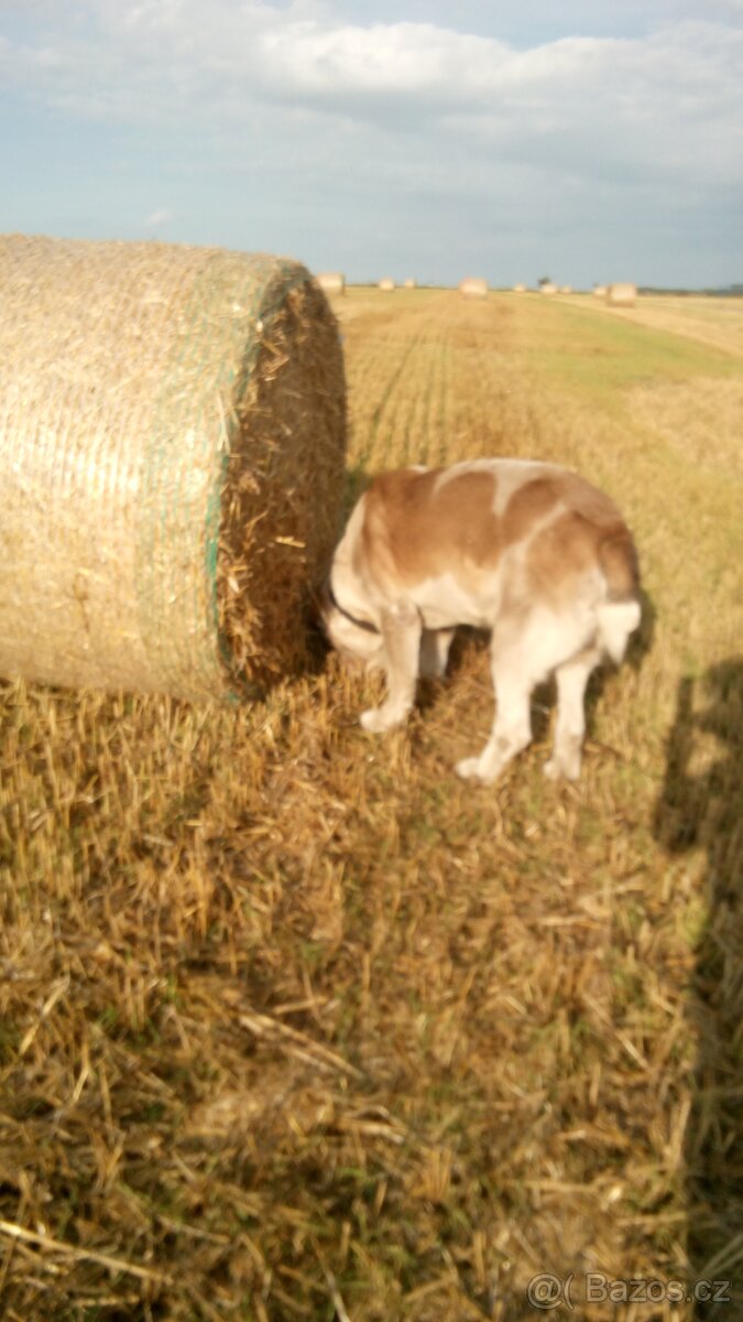 Ovesná, příp. i ječná sláma - poptávka
