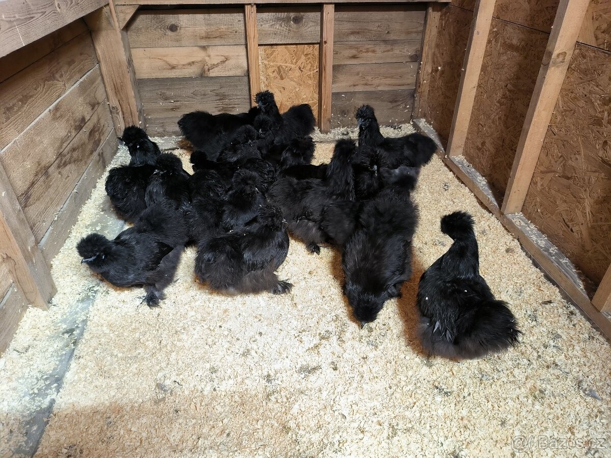 Hedvábnička velká vousatá EU