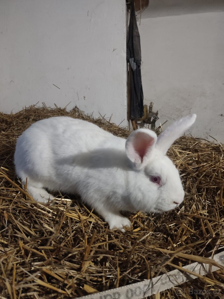 Český albín prodej