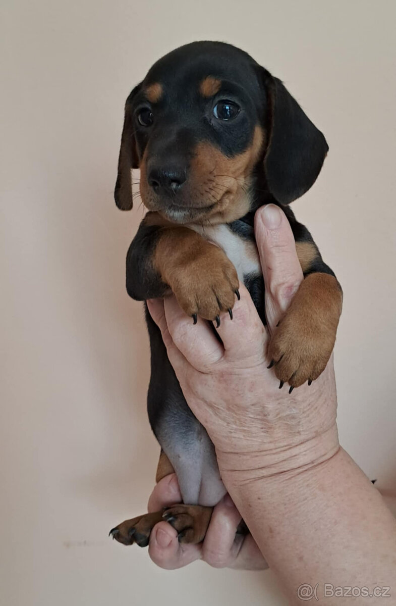 Štěňátka jezevčíka