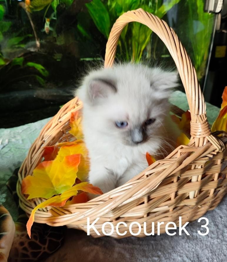 Ragdoll koťátka bez PP