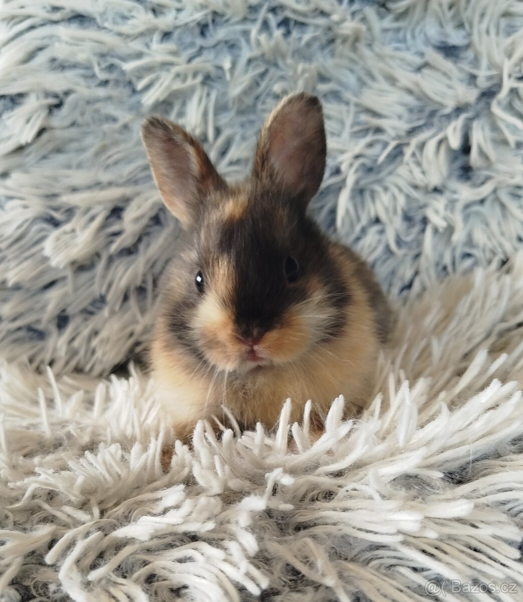 Zakrslý králík
