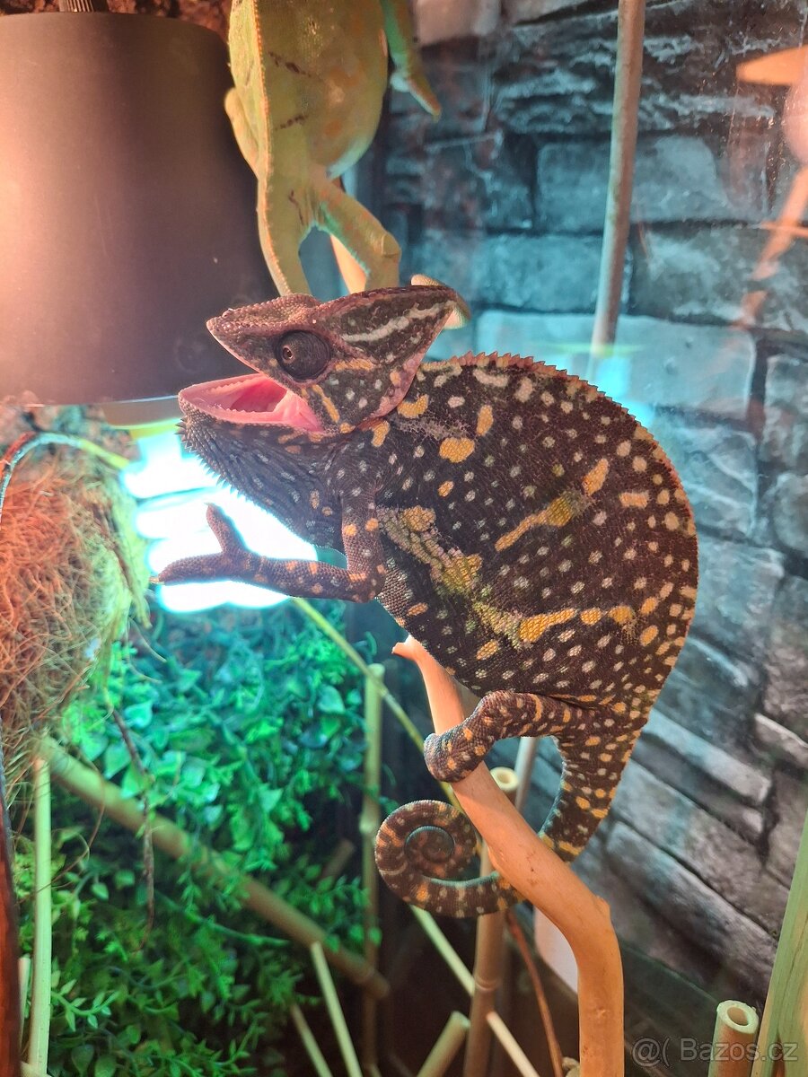 chameleon jemenský